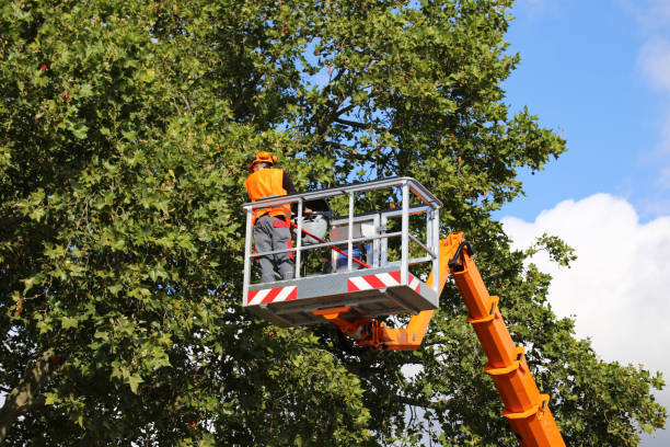 Best Commercial Tree Services  in Mason, MI