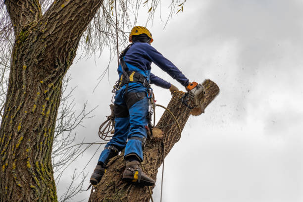 Best Firewood Processing and Delivery  in Mason, MI